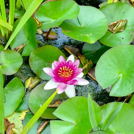 Dom wakacyjny Waldstr 15 Wyk auf Föhr